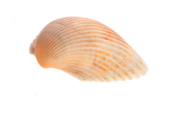 sea cockleshell lies on white
