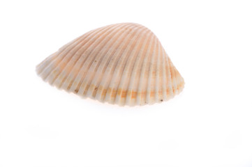 Fototapeta premium sea cockleshell lies on white