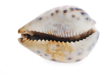 sea cockleshell lies on white