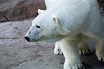 Polar bear