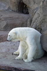Polar bear