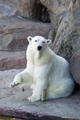 Polar bear