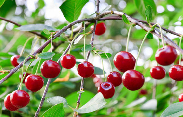 twig of cherry-tree with red cherries