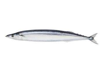 サンマ, or pacific saury