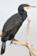 Cormoran ,bird