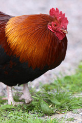 Rostroter Hahn