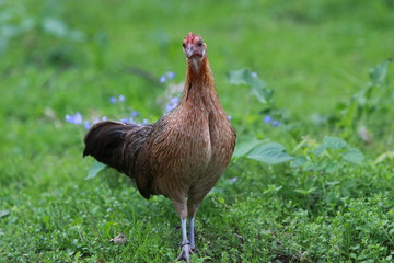 Braune Henne auf einer Wiese