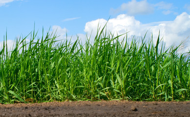 Fototapeta premium Green grass