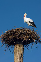 Stork in the nest against blue sky