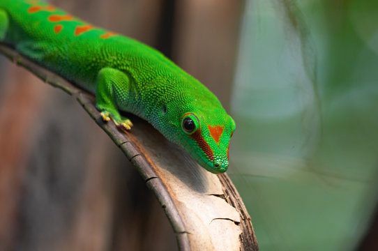 Madagascar giant day gecko in Zurich Zoo