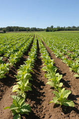culture du tabac