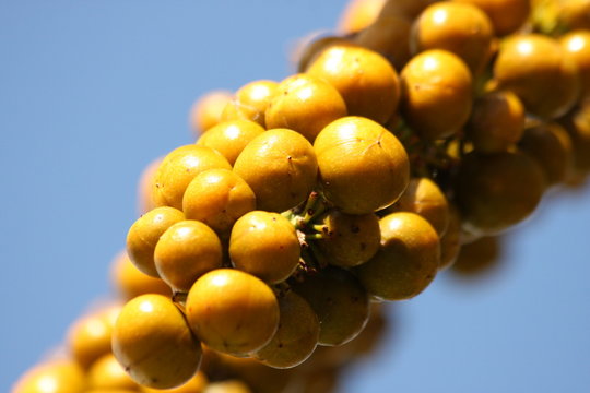 fruits de Vacoas