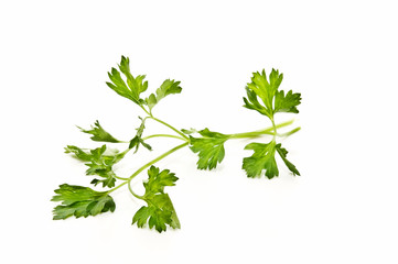 Naklejka premium Perejil