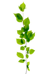 Fototapeta premium birch branch isolated
