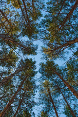 pinewoods under blue skies
