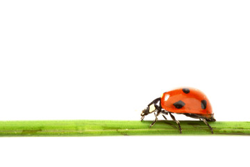 ladybug on grass