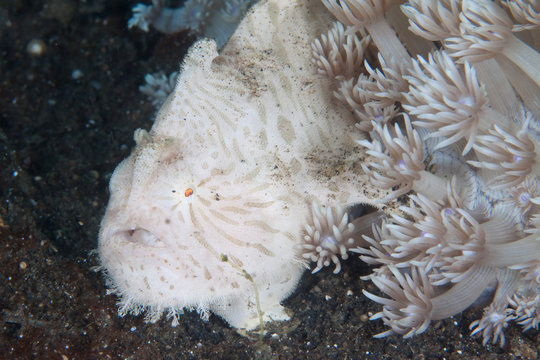 Anglerfisch