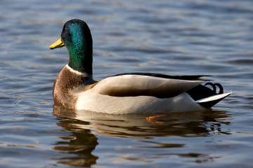 ente