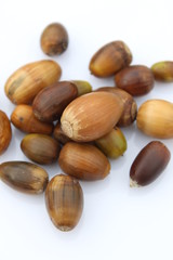 Jolies noisettes