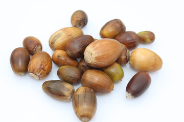 NOISETTES