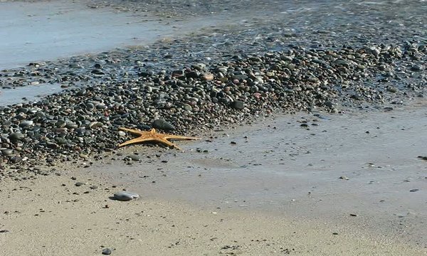ESTRELLA DE MAR
