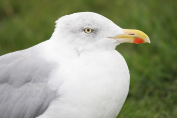 seagull portrait