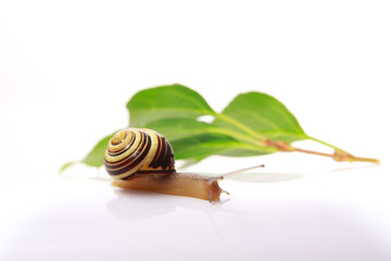 snail and leafs