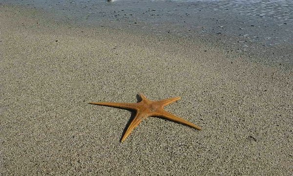 ESTRELLA DE MAR