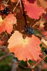 Rote Weintrauben kurz vor der Ernte