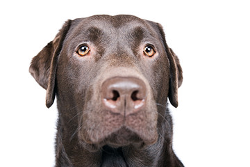 Handsome Chocolate Labrador Head