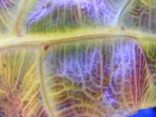 Obraz premium the detail of leaf