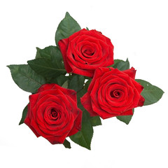 Fototapeta premium roses