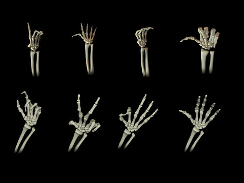 146,129 Skeleton Hand Images, Stock Photos, 3D objects, & Vectors