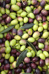 olive
