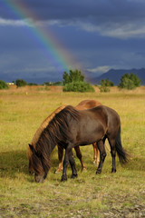Islandpferde mit Regenbogen
