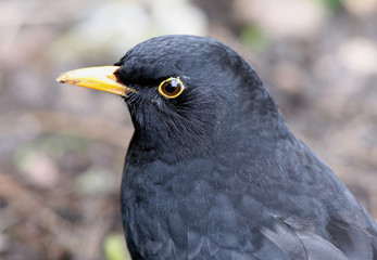 Close up of a Male Blackbird