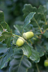 Green acorns relating to oaken leaves