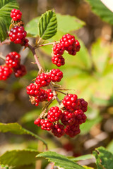 Ripe berries of blackberry