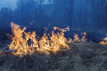 fire grass