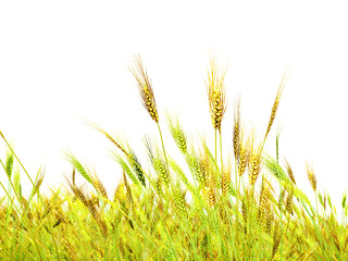 wheat on white background