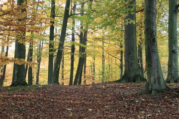 Fototapeta premium Herbstwald
