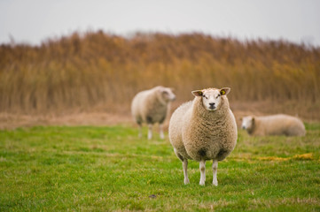 Schafe auf einer Weide auf der Insel Texel