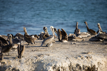 Fototapeta premium Felsenküste in Kalifornien USA