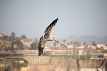 Pelikan im Flug Pismo Beach