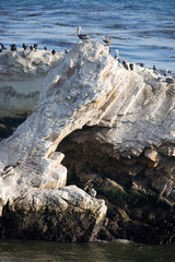 Felsenküste in Kalifornien USA