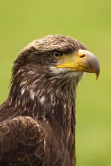Foto op Plexiglas Portrait of a young bald eagle © Henk Bentlage