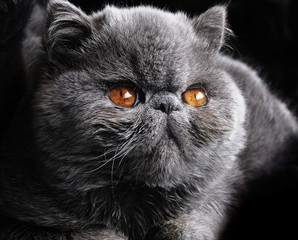 Cat Photos Royalty Free Images Graphics Vectors Videos