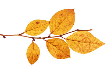 last of autumn leaves on branch isolated on a white background