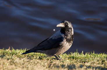 crow on the bank