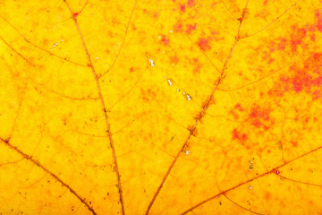 Maple autumn leaf texture, can be use as background